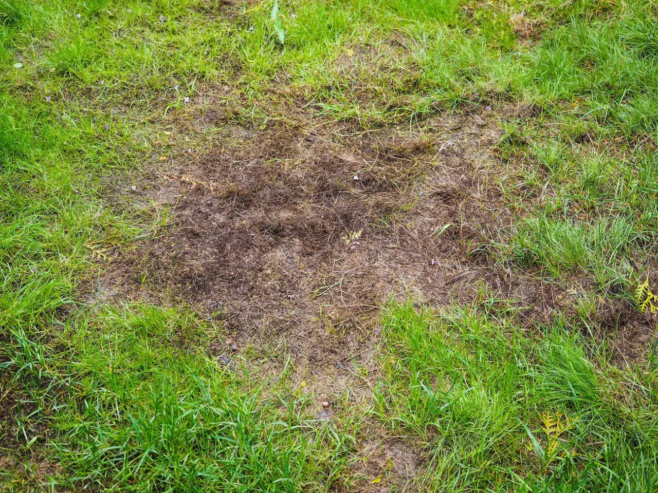 Na trawniku widoczne są suche, brązowe plamy i dziury, kontrastujące z soczystą zielenią trawy.