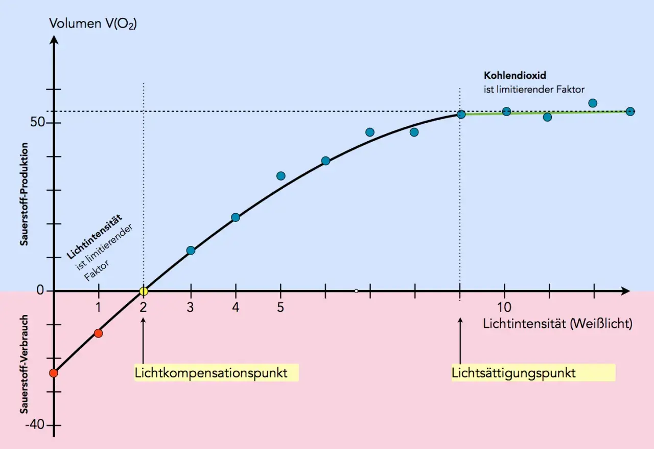 Grafik zeigt Sauerstoffproduktion vs. Lichtintensität. Bei geringer Intensität ist Licht ein abiotischer Faktor, der die Produktion begrenzt. Ab dem Lichtkompensationspunkt steigt die Produktion, bis CO2 limitierend wird.