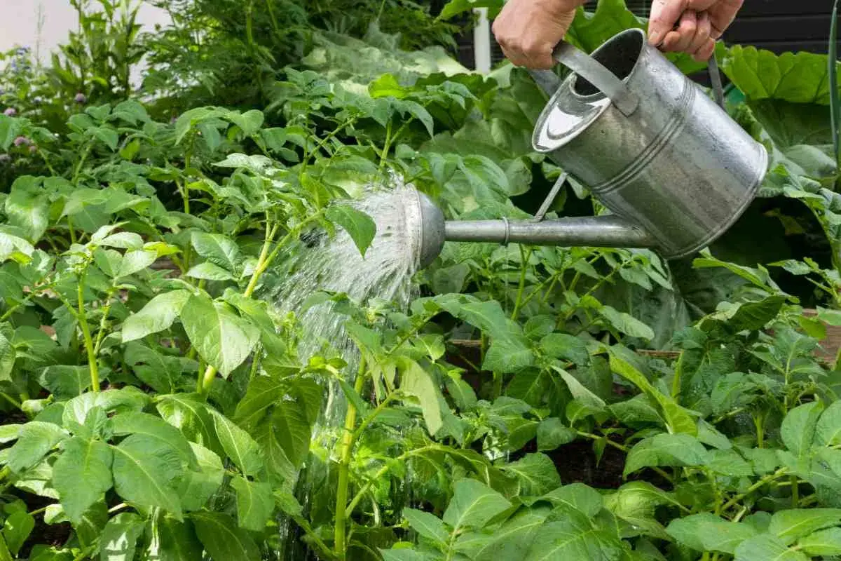 Arroser les pommes de terre est essentiel pour leur croissance. Une main verse de l'eau d'un arrosoir sur un champ de jeunes plants de pommes de terre verts et luxuriants.