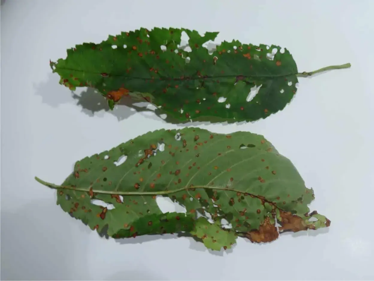 Due foglie verdi di albicocco, perforate e macchiate di ruggine, mostrano i segni di una malattia.
