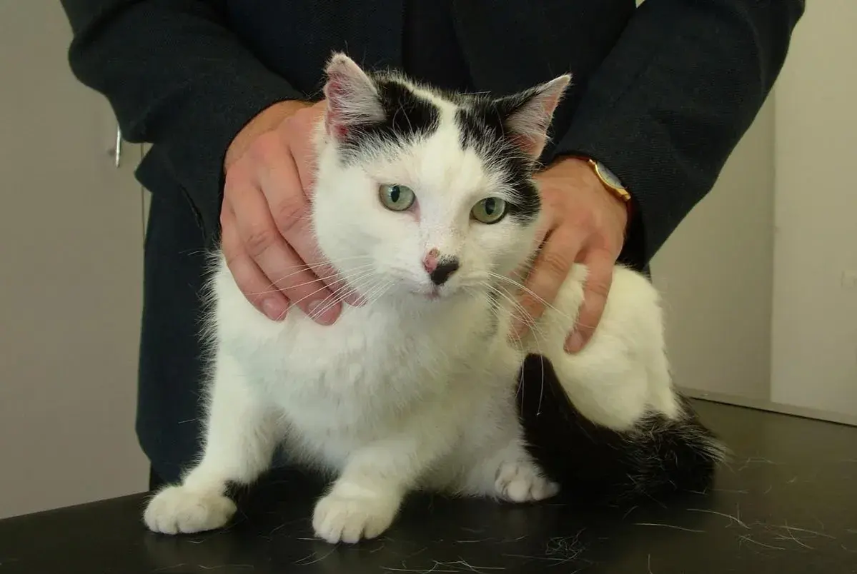 A black and white cat with green eyes is being held by a person. The cat appears calm, perhaps undergoing a check-up for issues like ibs in cats.
