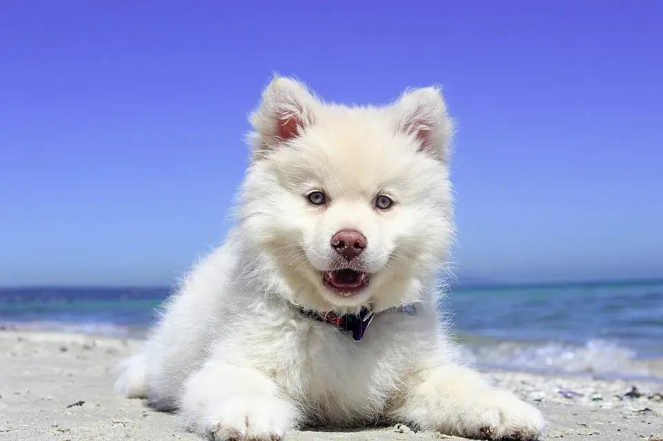 Czy samoyed uczula? Sprawdź, jak uniknąć alergii na psa