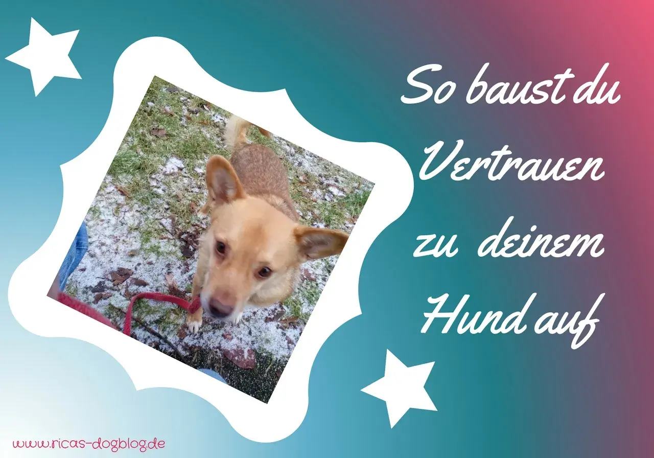 Ein Hund schaut neugierig in die Kamera. Der Text "So baust du Vertrauen zu deinem Hund auf" erklärt, wie man eine starke Bindung aufbaut, auch wenn anfangs keine Bindung zum Hund besteht.