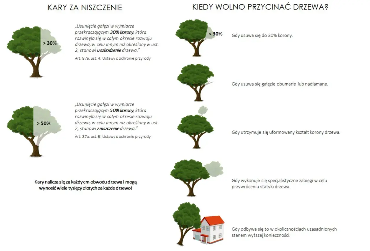O ile można skrócić drzewo bez zezwolenia? Do 30% korony, usuwanie gałęzi obumarłych, nadłamanych lub dla utrzymania kształtu.