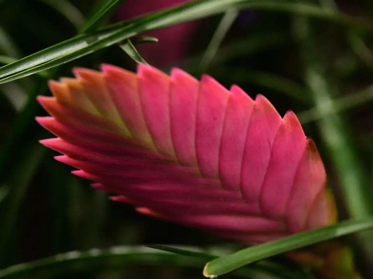 Die Tillandsia cyanea zeigt ihre leuchtend pinke Blütenähre, umgeben von grünen Blättern.