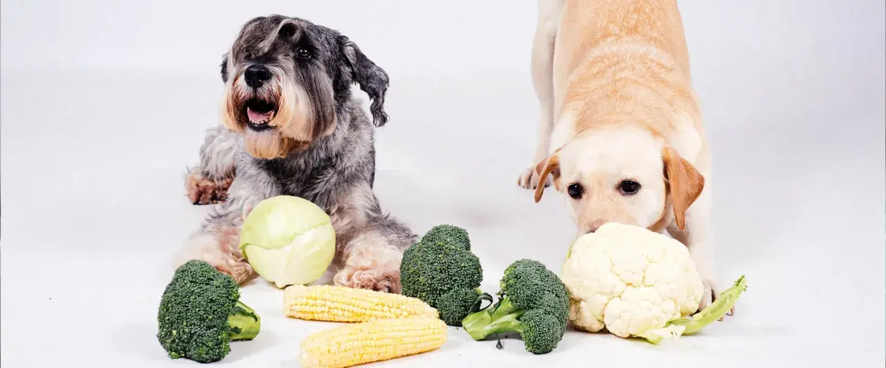 Dwa psy, jeden szorstkowłosy, drugi lablador, leżą obok warzyw. Czy pies może kalafior? Labrador wącha kalafior, a obok leżą brokuły i kukurydza.