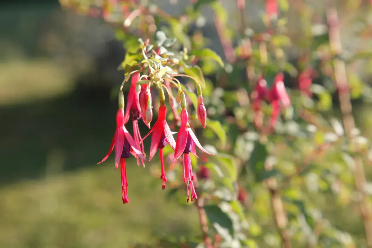 Grappe de fleurs de plante fuchsia aux pétales rouges et violets, tombant gracieusement.