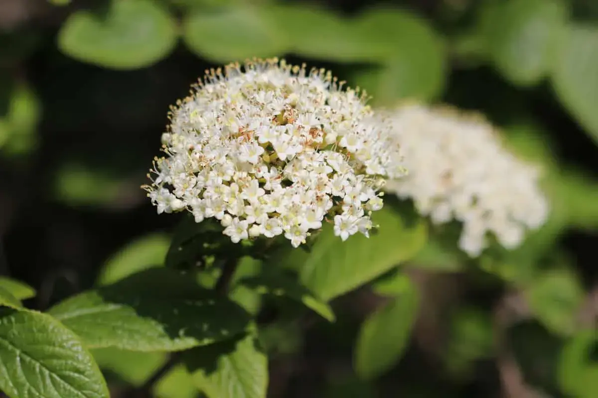 Ein Blütenstand des Viburnum lantana, auch bekannt als Wolliger Schneeball, mit vielen kleinen weißen Blüten und grünen Blättern im Hintergrund.