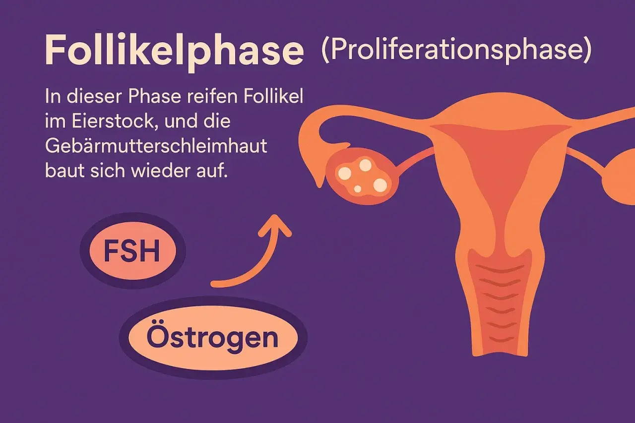 Follikelphase: FSH stimuliert Östrogen, was die Gebärmutterschleimhaut aufbaut.