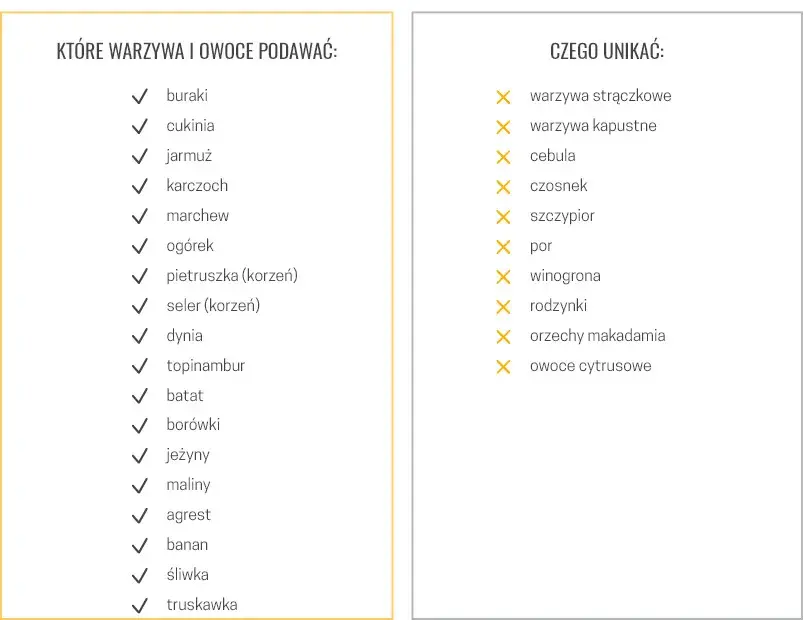 Bezpieczne przyprawy dla psa: Co możesz podać, a czego unikać?