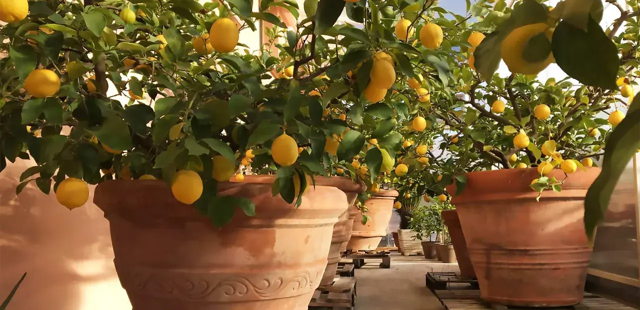 Alberi di limone carichi di frutti gialli, in grandi vasi di terracotta, un esempio di limone coltivazione in serra.