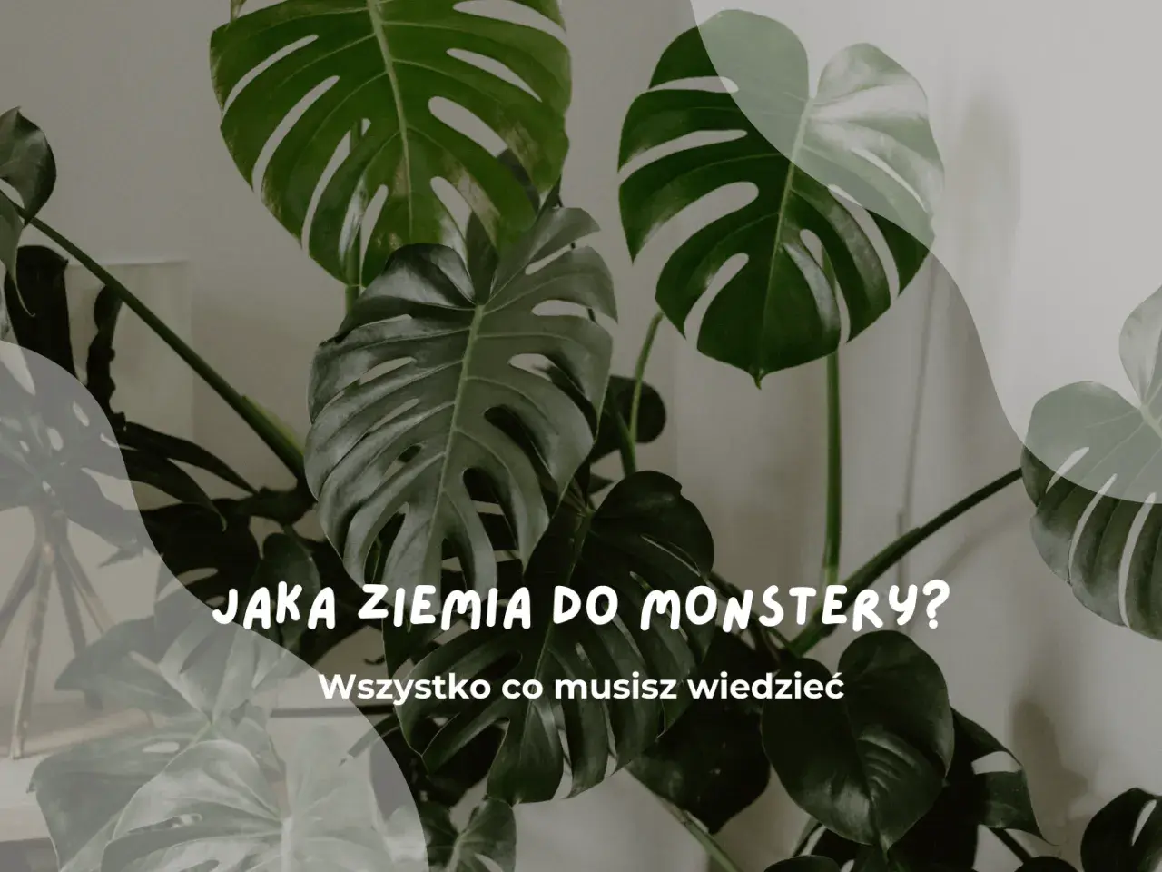 Duże, zielone liście monstery. Tekst: "Jaka ziemia do monstery? Wszystko co musisz wiedzieć".