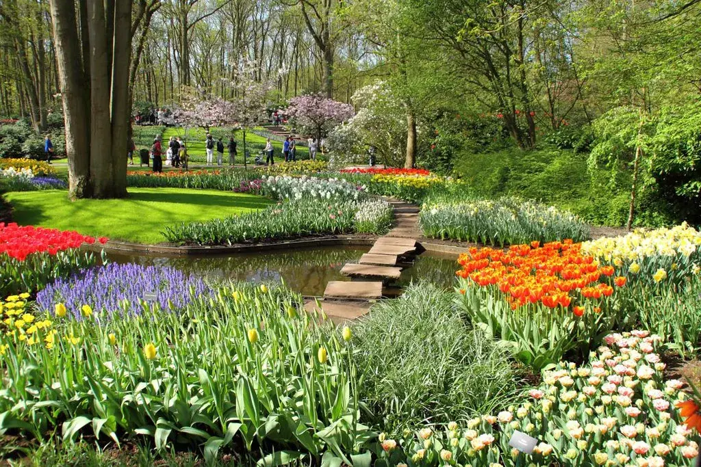 Keukenhof: Magiczny czas kwitnienia tulipanów. Kiedy jechać, by zachwycić się widokiem?