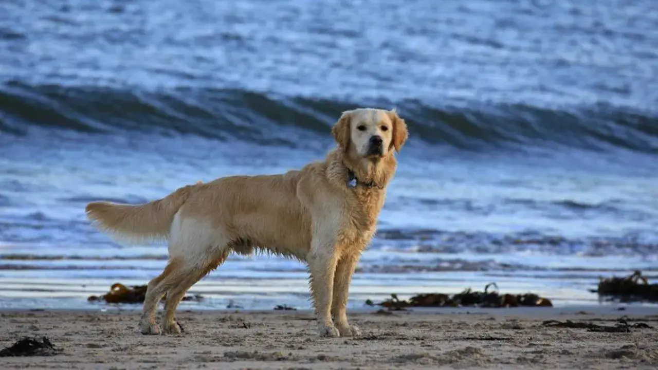Golden retriever en la playa, con el mar azul de fondo. ¿Por qué se le corta la cola a los perros?