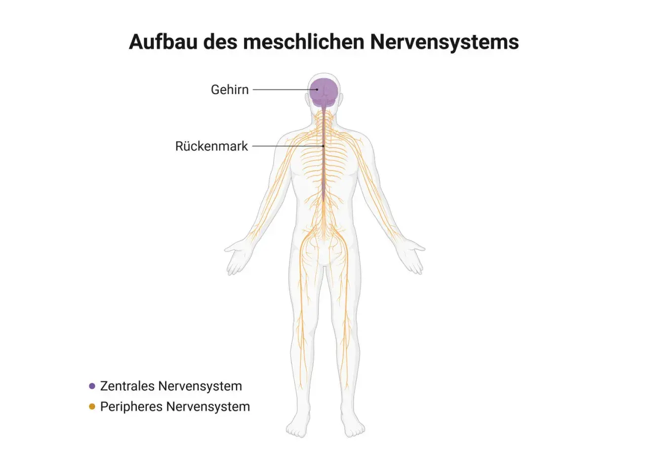 Menschlicher Körper mit Gehirn, Rückenmark und dem peripheren Nervensystem, das sich wie ein Netz über den ganzen Körper erstreckt.