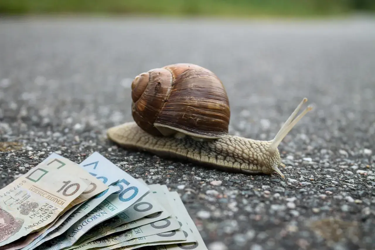 Ile ślimaków na m2 to plaga? Liczby, które musisz znać!