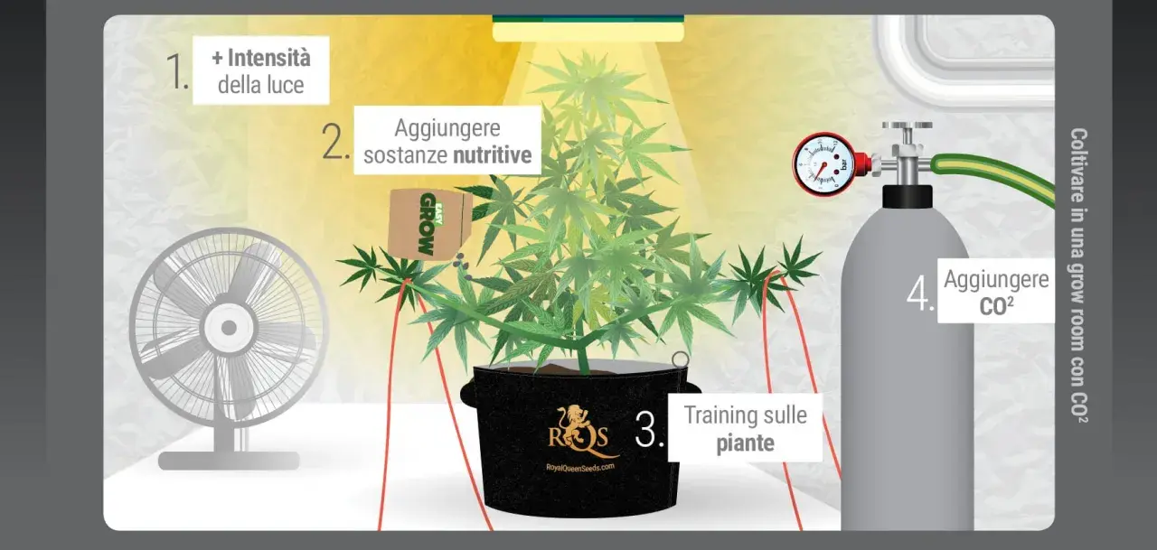 Coltivare in grow room: aumenta luce, nutrienti, training e aggiungi CO2 per piante rigogliose.