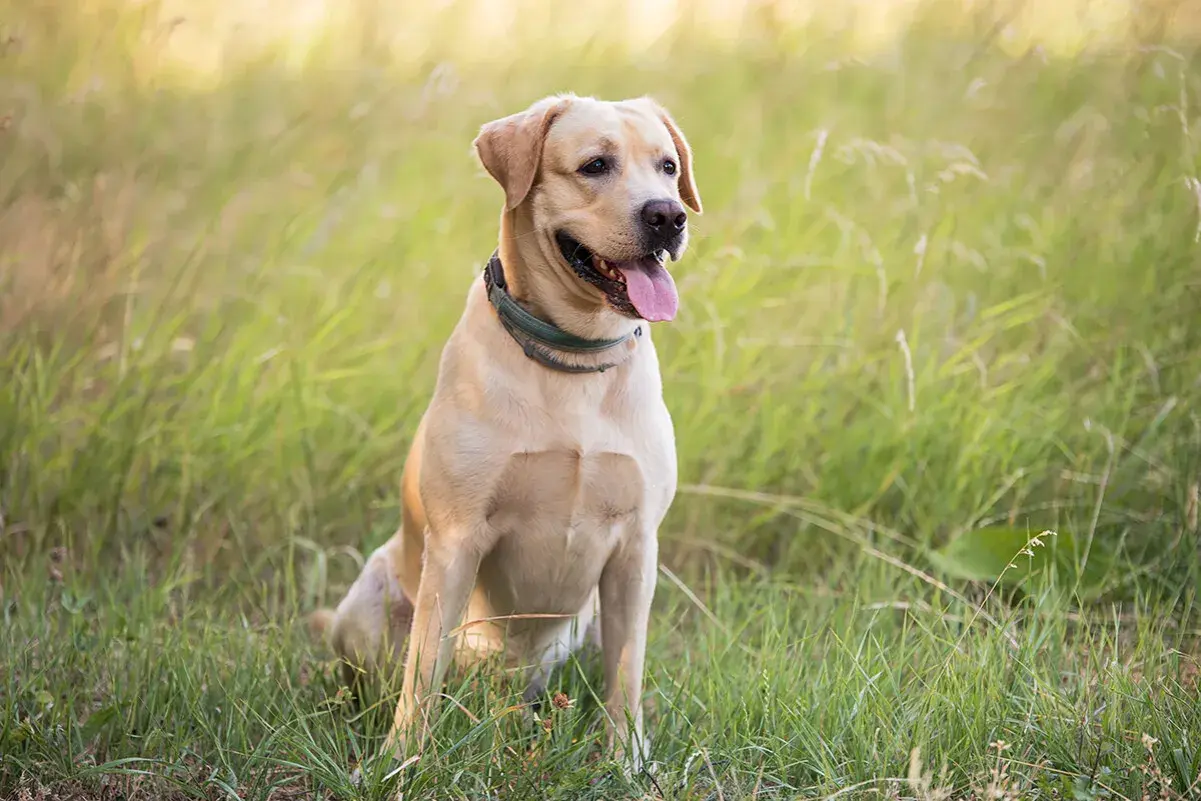 Uśmiechnięty labrador siedzi na łące. Jego cena jest niewysoka, bo to pies z miłości, a nie na sprzedaż.