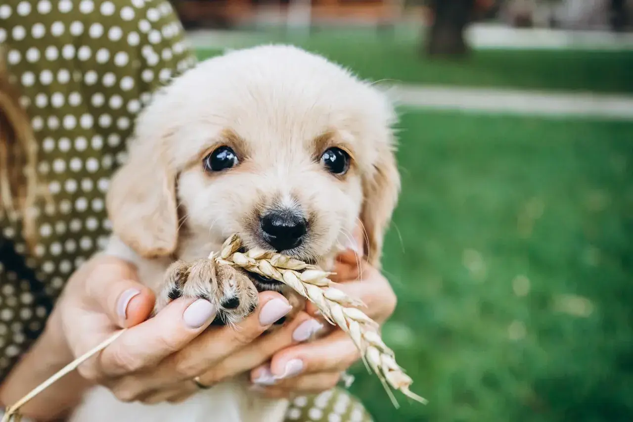 Uroczy szczeniak golden retriever trzyma w pyszczku kłos zboża. Zastanawiasz się, jakie smaczki dla szczeniaka będą najlepsze?
