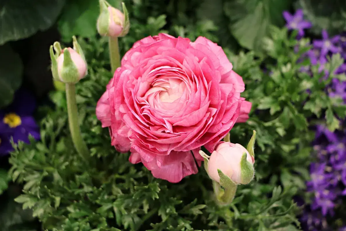 Eine prachtvolle, rosafarbene Ranunkelblüte mit mehreren Knospen. Die zarten Blütenblätter entfalten sich und laden zum Ranunkeln pflanzen ein.