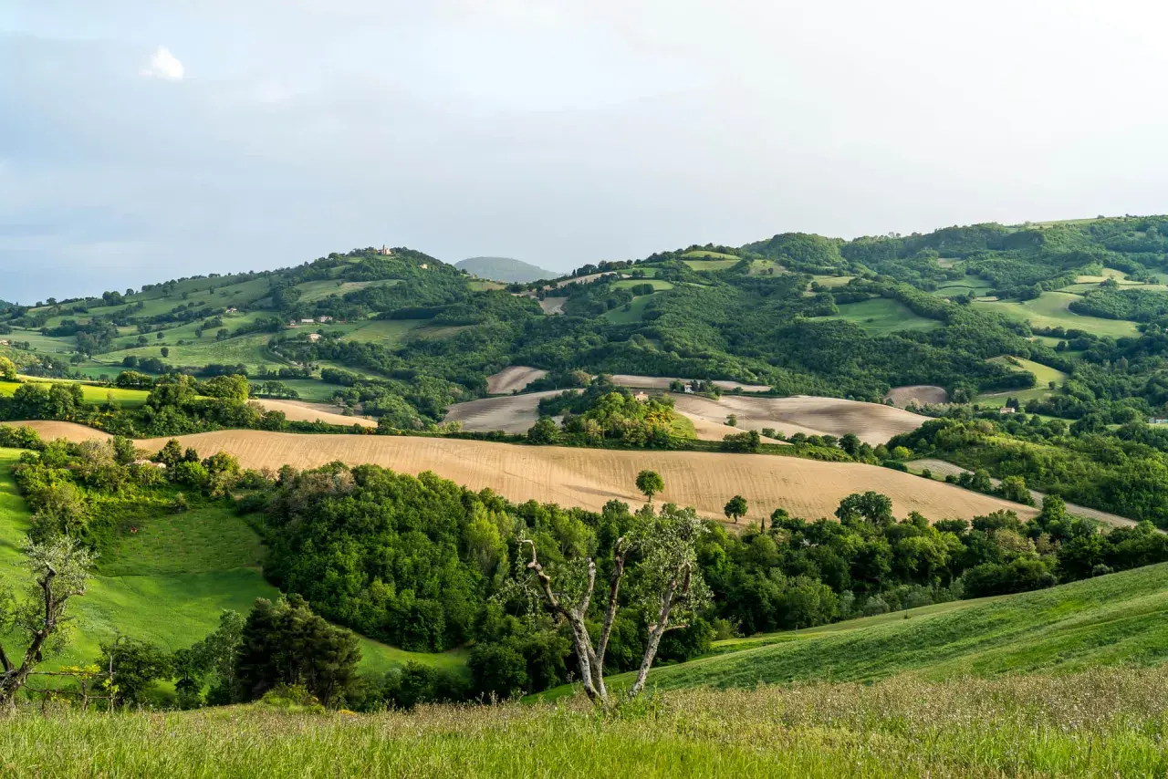 Sanfte Hügel, Felder und Wälder prägen die Landschaft der Marken, Italien. Ein malerischer Ausblick auf das ländliche Italien.
