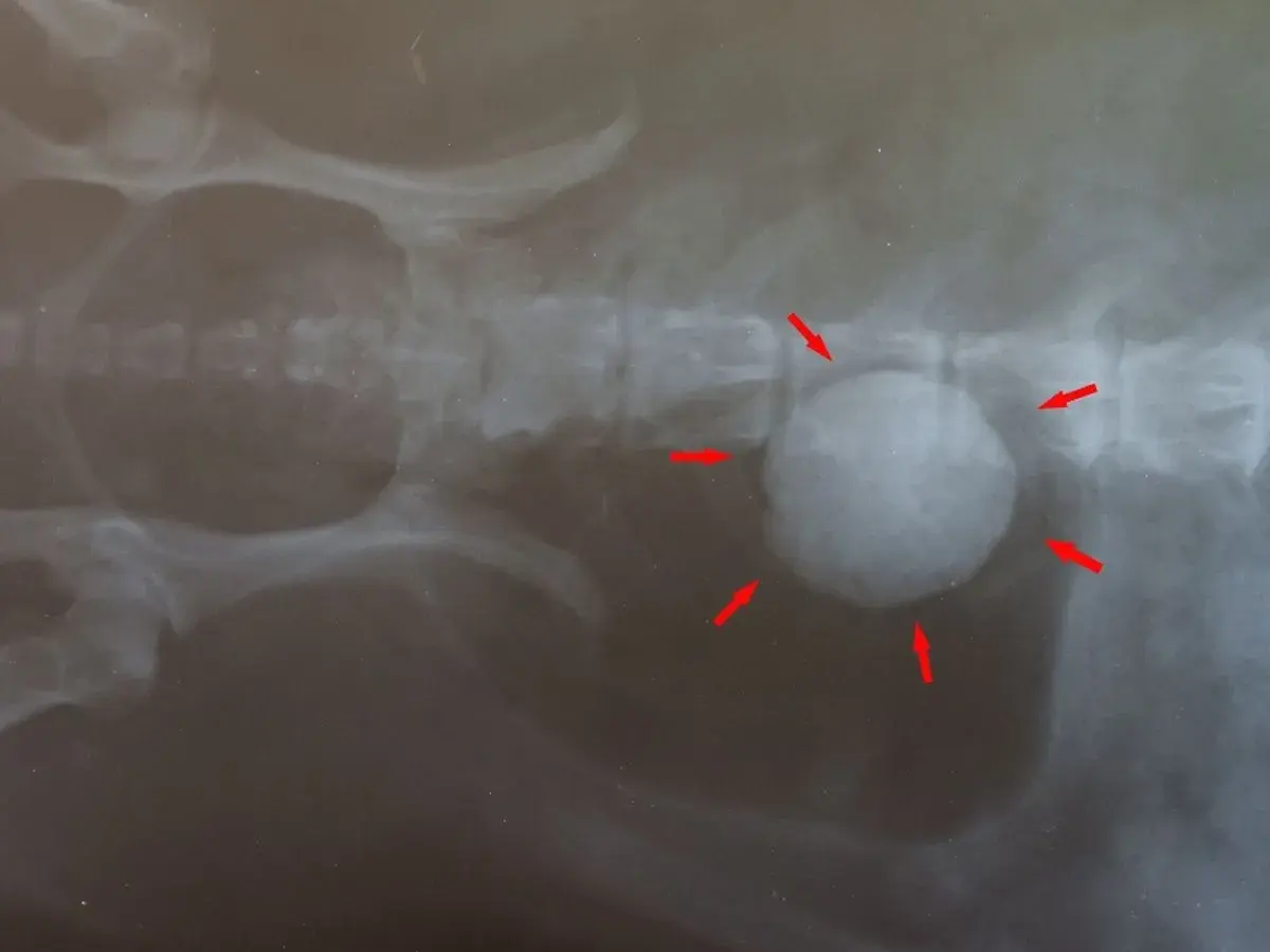 Röntgenaufnahme eines Hundes mit großen Blasensteinen, die von roten Pfeilen markiert sind.