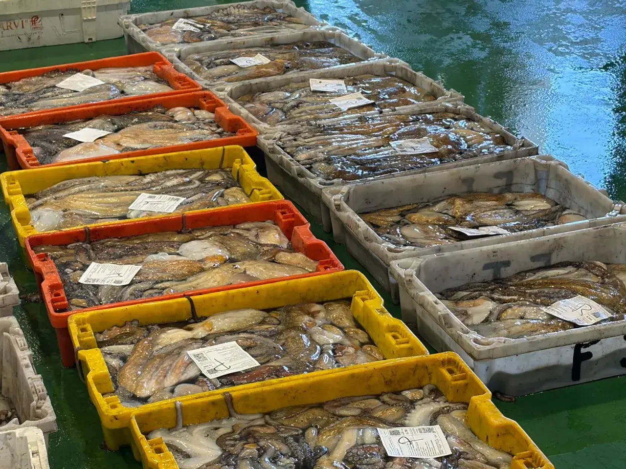 Cajas llenas de pulpos recién capturados, listos para la venta. Las vedas de pesca aseguran la sostenibilidad de estos deliciosos cefalópodos.
