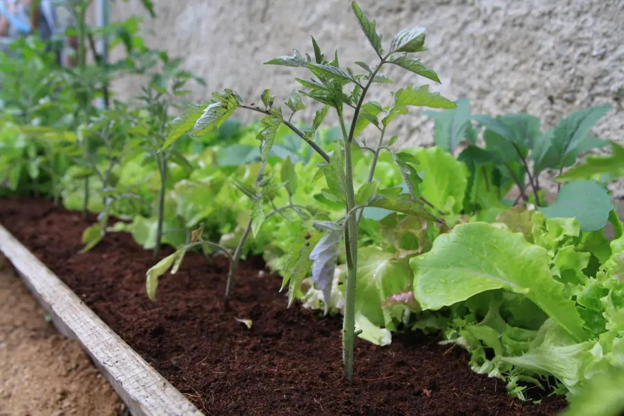 Junge Tomatenpflanzen wachsen neben knackigem Salat. Sie sind gute Nachbarn im Gemüsebeet.