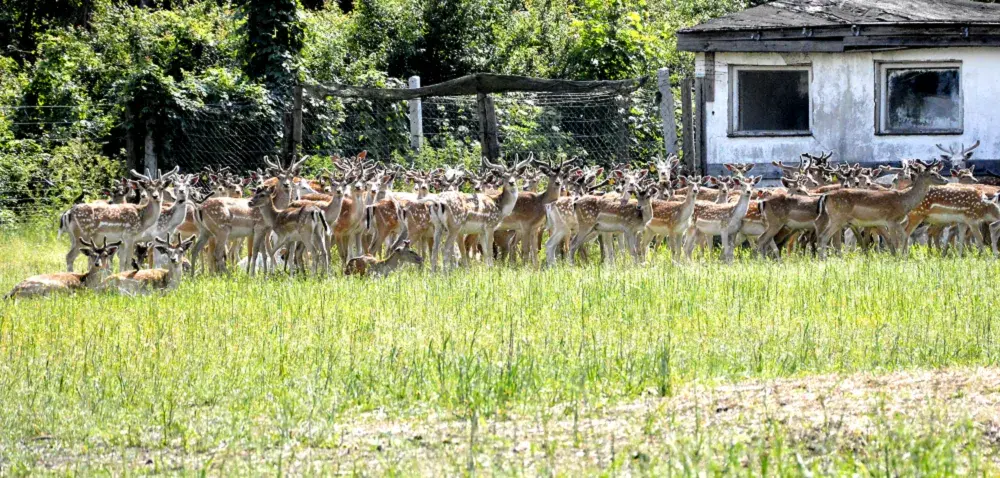 Hodowla danieli po co? Odkryj korzyści i opłacalność tej działalności