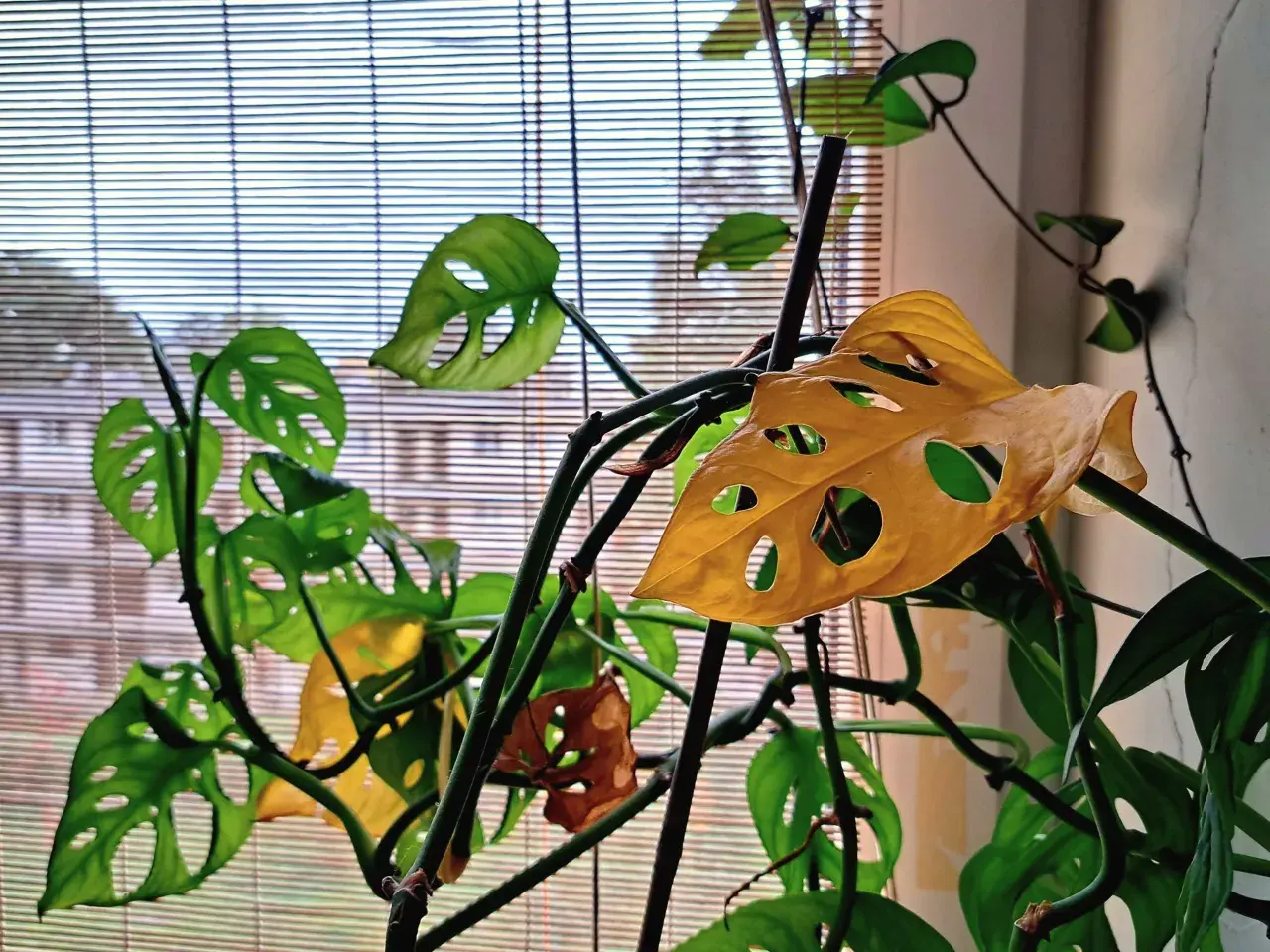 Monstera z żółknącymi liśćmi przy oknie. Zastanawiasz się, dlaczego monstera żółknie? Zobacz, jak wygląda ta roślina.