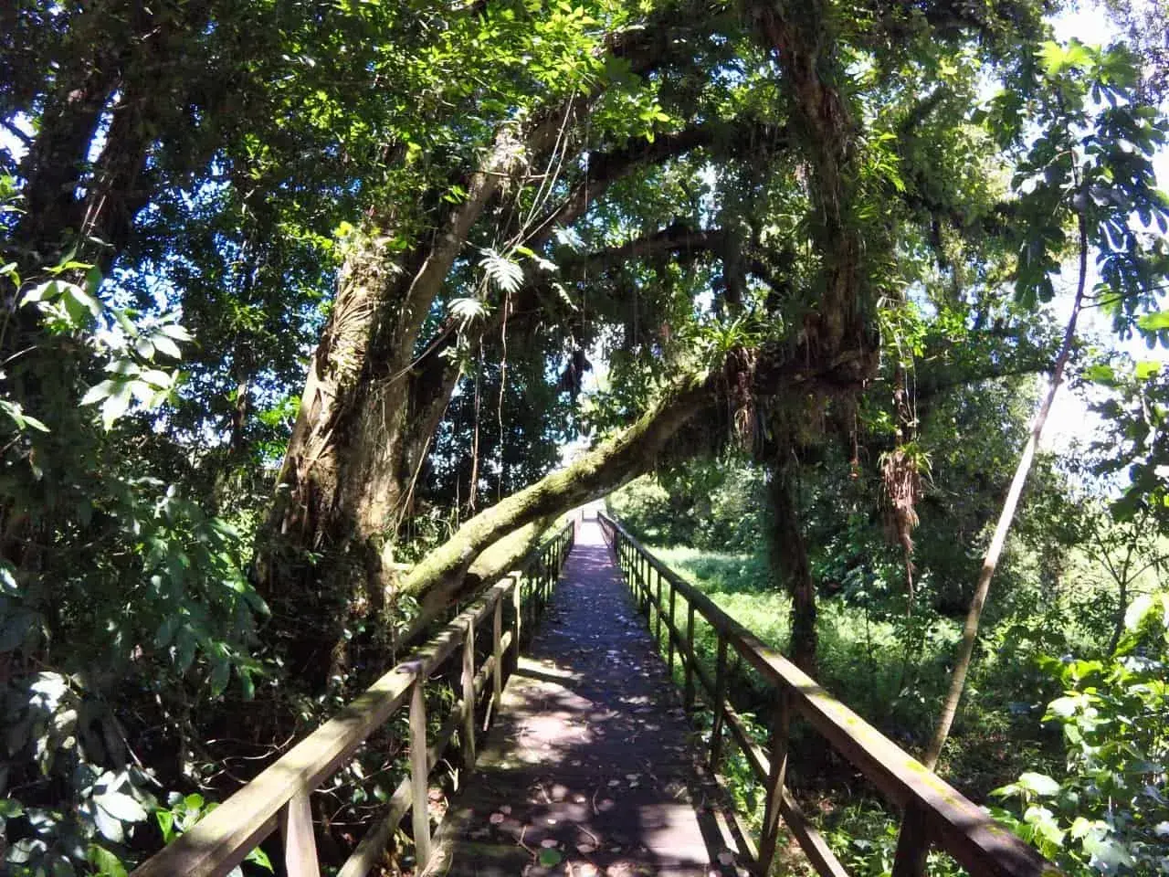 Holzsteg durch üppigen Dschungel in Honduras. Ein Abenteuer beim **backpacking Honduras** beginnt hier.