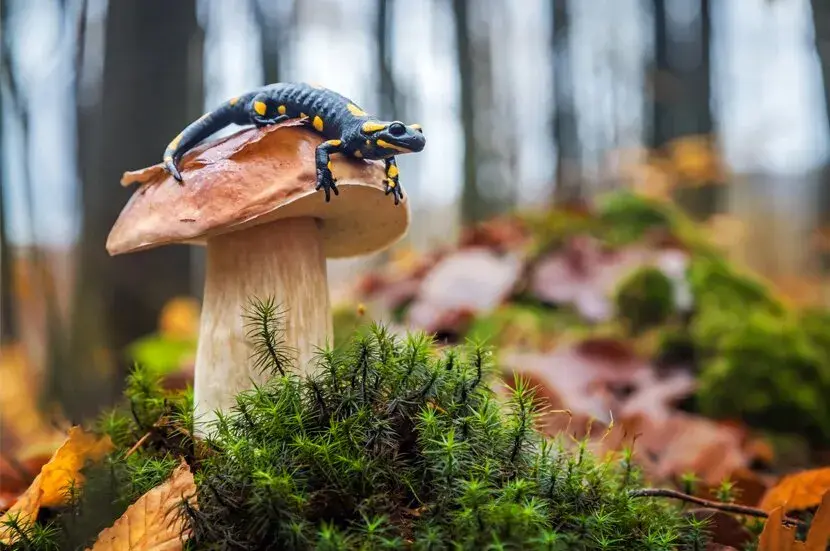Po jakich studiach można uczyć biologii? Odkryj nieznane ścieżki kariery