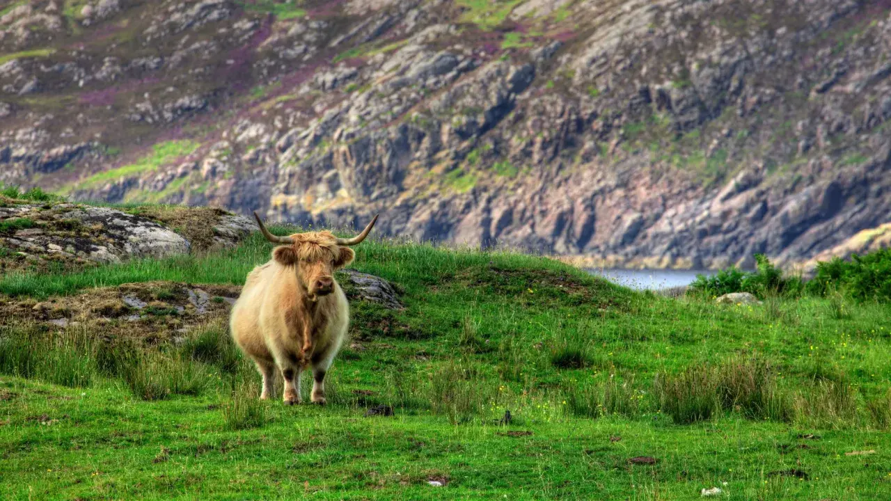 Vaca peluda en la **ruta 500 Escocia**, pastando en una colina verde con montañas rocosas y flores púrpuras al fondo.