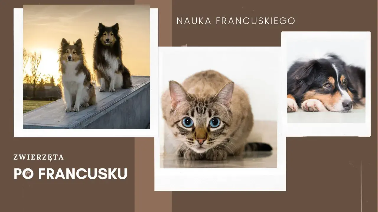 Uczymy się francuskiego: zwierzęta po francusku. Dwa psy na tle zachodzącego słońca, kot z niebieskimi oczami i pies odpoczywający na podłodze.