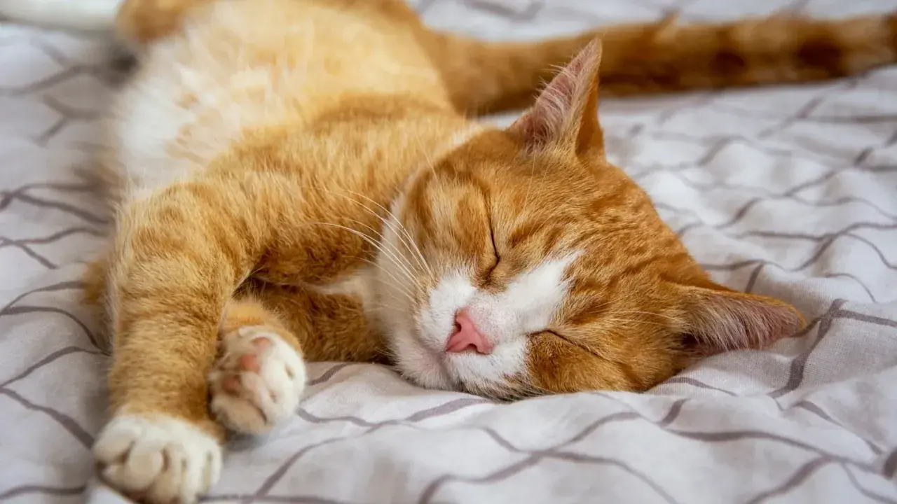Gato naranja durmiendo plácidamente en una cama. El significado de donde duermen los gatos es que buscan comodidad y seguridad.