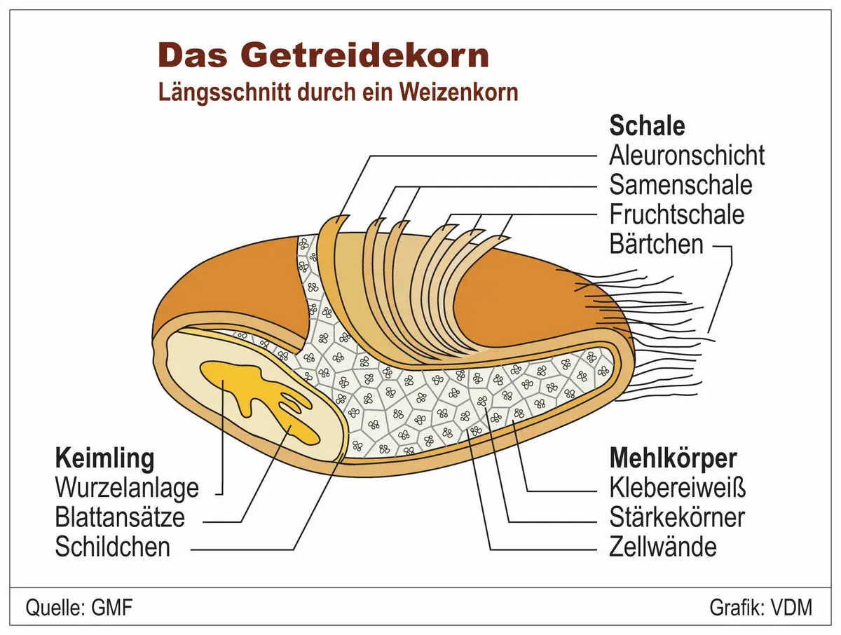 Längsschnitt eines Weizenkorns für die Grundschule: Schale, Keimling und Mehlkörper mit Stärkekörnern.