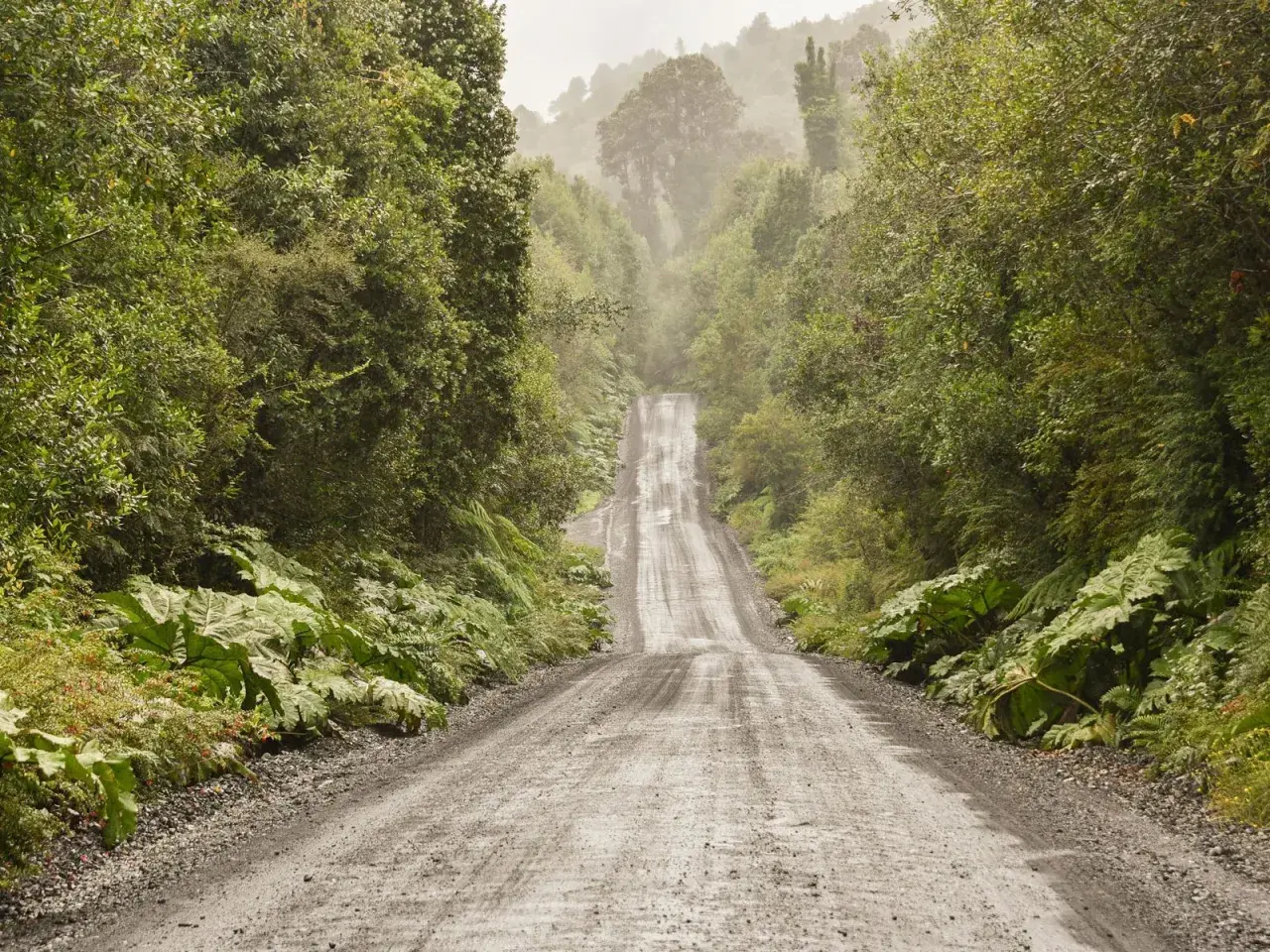 Camino de ripio ascendente rodeado de exuberante vegetación y niebla, evocando la aventura de la Carretera Austral.