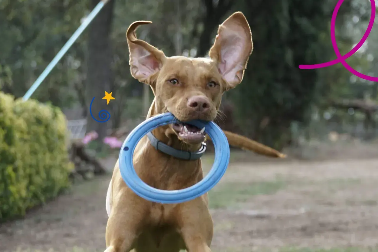 Perro hiperactivo con un aro azul en la boca, orejas al viento, listo para jugar en el exterior.