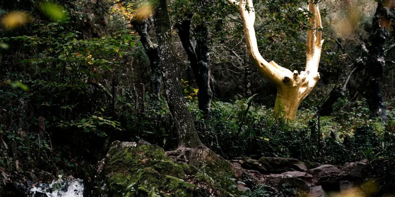 Un arbre doré se dresse au milieu de la forêt de Brocéliande, entouré de végétation luxuriante et de rochers moussus.
