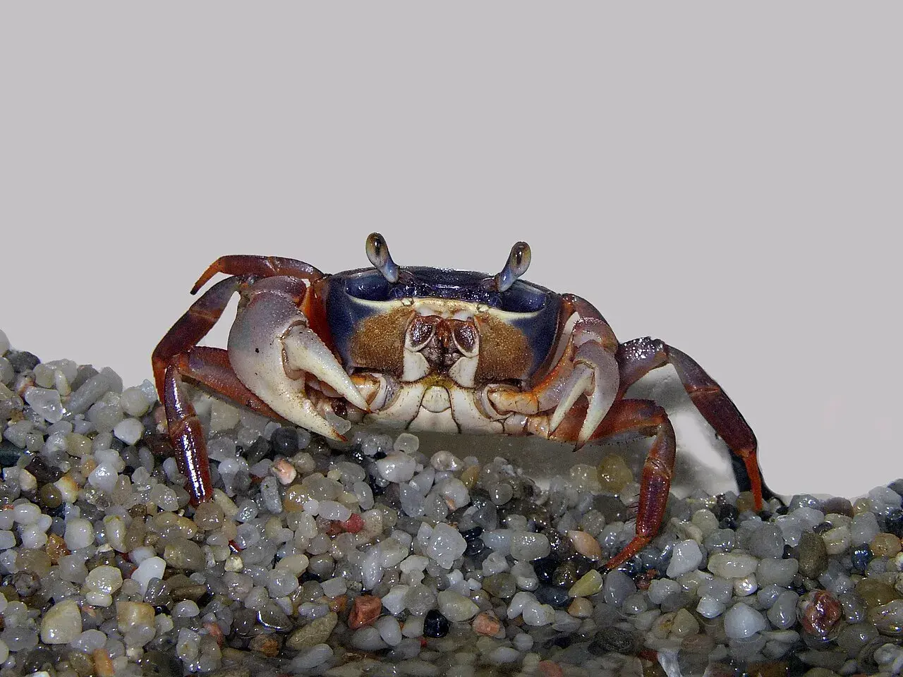 Krab tęczowy na żwirze, jego wymagania dotyczące akwarium to wilgotne środowisko i dostęp do lądu.