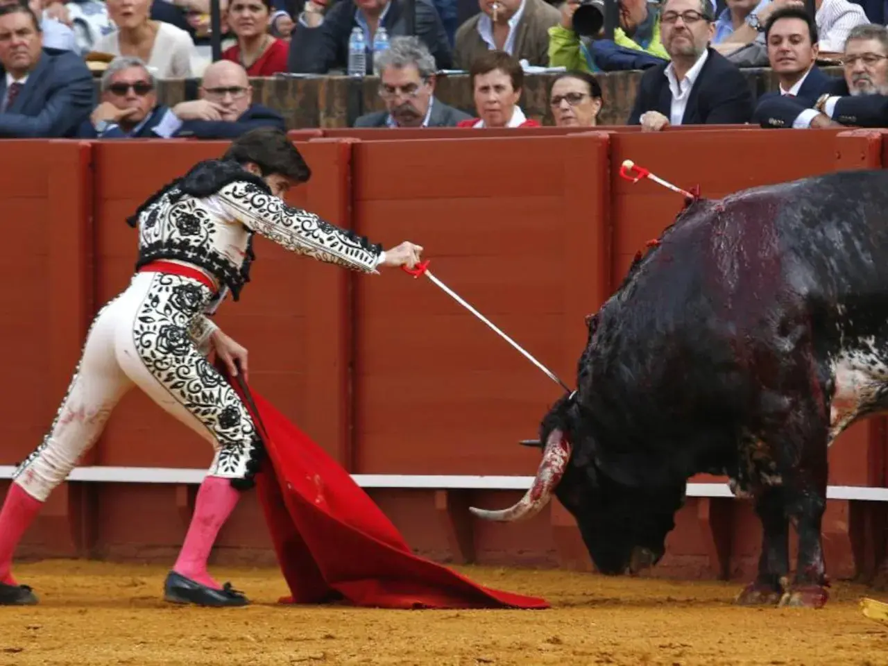 Un torero con traje de luces se enfrenta a un toro ensangrentado, demostrando las reglas del toreo.