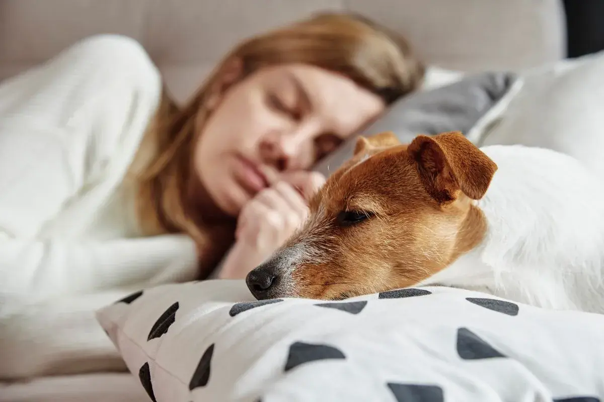 Sennik pies który się przytula – odkryj emocjonalne znaczenie snu