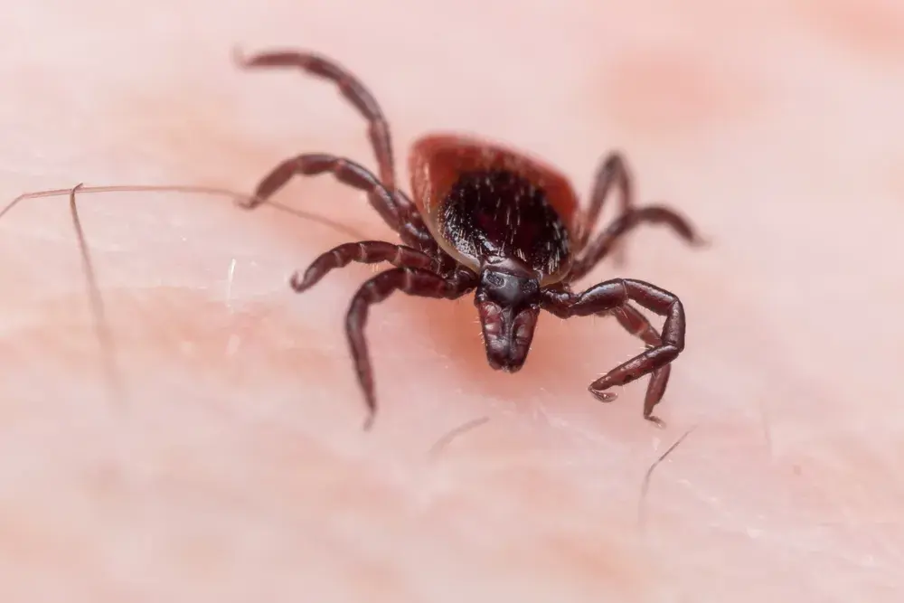 Jak rozmnaża się kleszcz? Zaskakujące fakty o ich cyklu życia