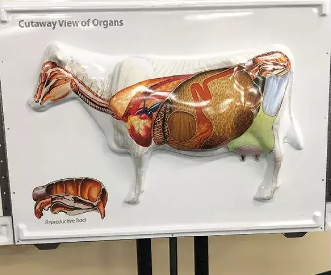 Kompleksowa budowa anatomiczna krowy: poznaj tajniki jej organizmu