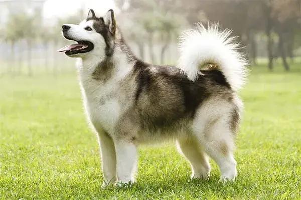 Profesjonalna hodowla malamute: jak wybrać najlepszą dla swojego psa