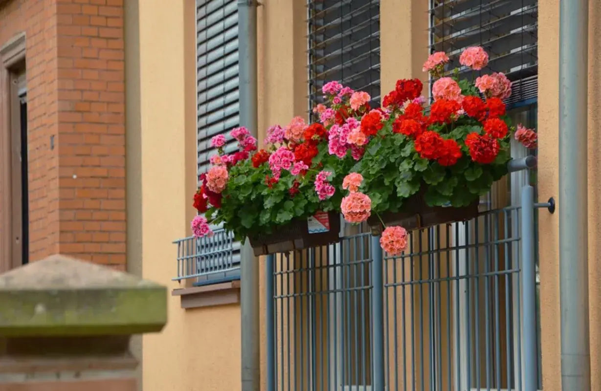 Czym nawozić pelargonie aby pięknie kwitły i uniknąć słabych kwiatów
