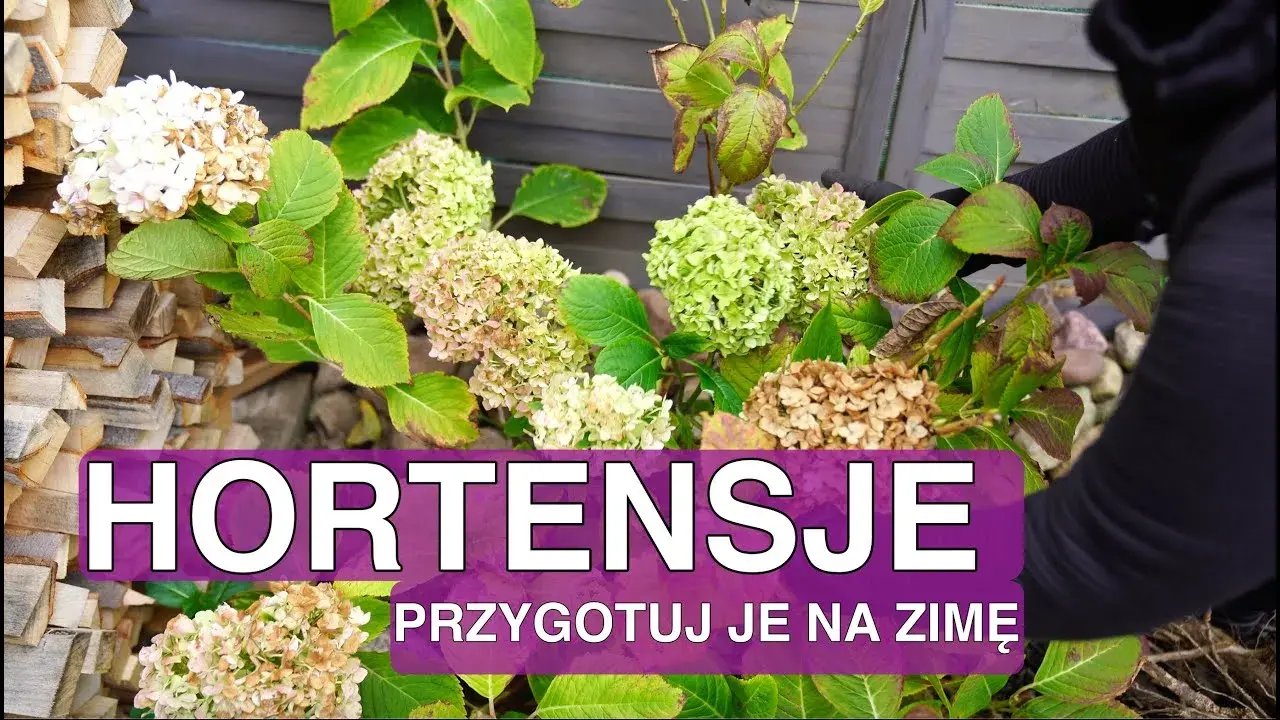Hortensja ogrodowa: kiedy okrywać na zimę, aby uniknąć przemarznięcia