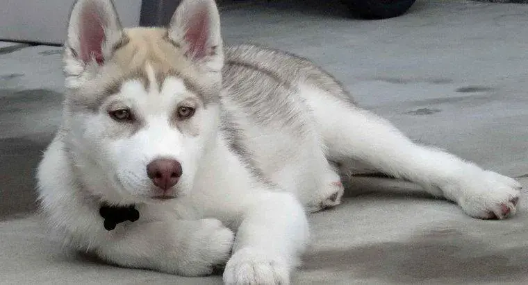 Jak długo żyją husky? Sprawdź, jak przedłużyć życie swojego psa tej rasy