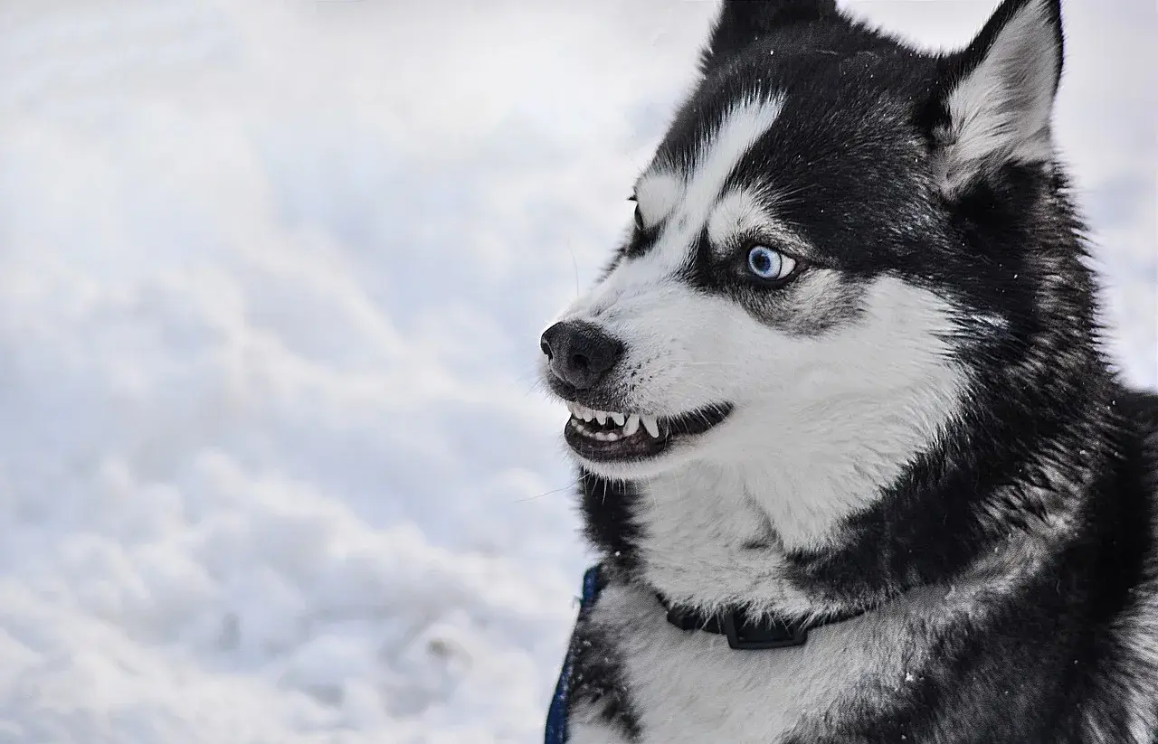 Czy husky jest agresywny? Prawda o temperamentie i zachowaniu tej rasy