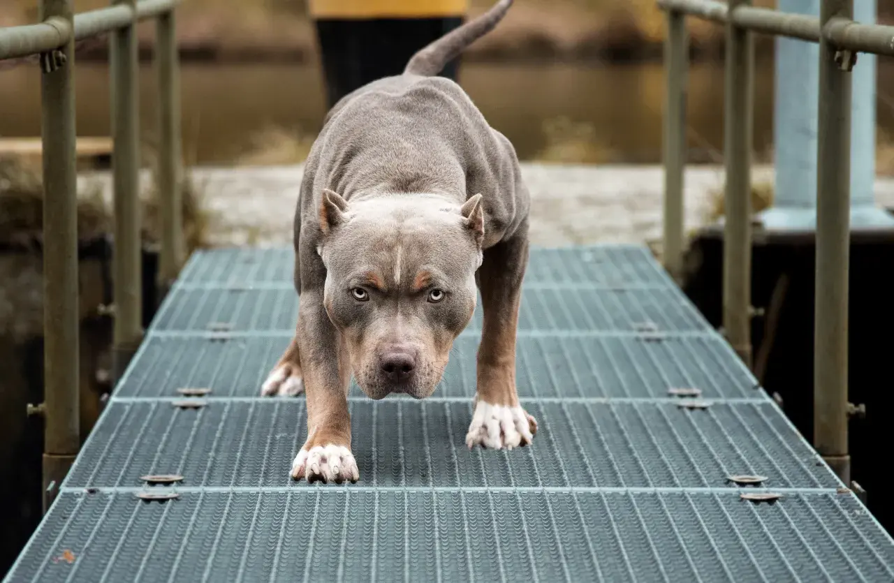 Pitbulle a kobiety: Jak uniknąć niebezpieczeństwa? Porady i fakty